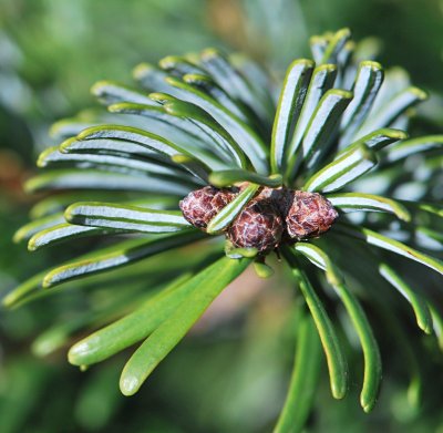Abies nordmanniana - jedle kavkazská - pupeny a listy (jehlice) rub a líc